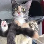 Melba